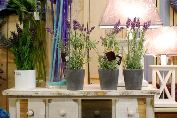 SIA EN DOCRYS & DC, plantas artificiales